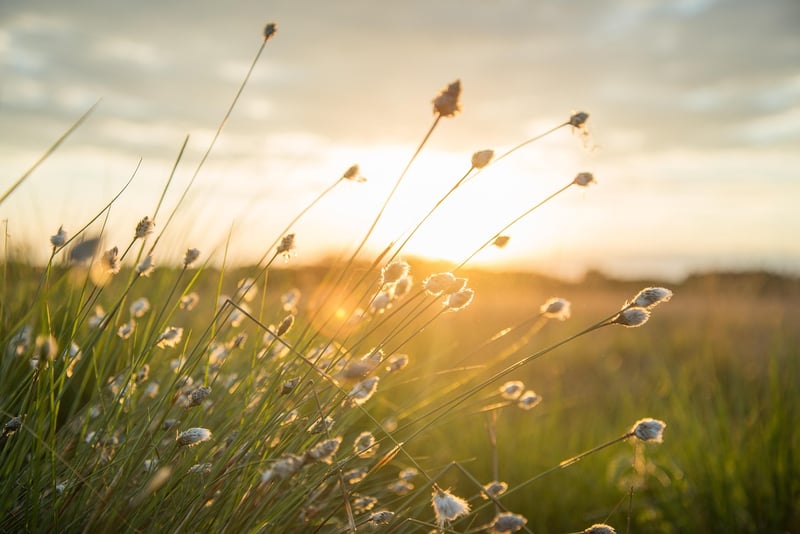 Soft winds