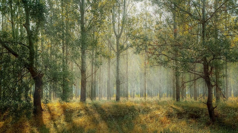 Mystic Forest